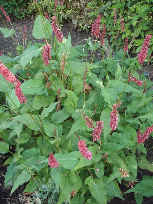 Polygonum amplexicaule 'Caliente' (2)